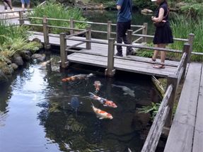 And of course, the Koi fish have to be present in the Japanese garden!