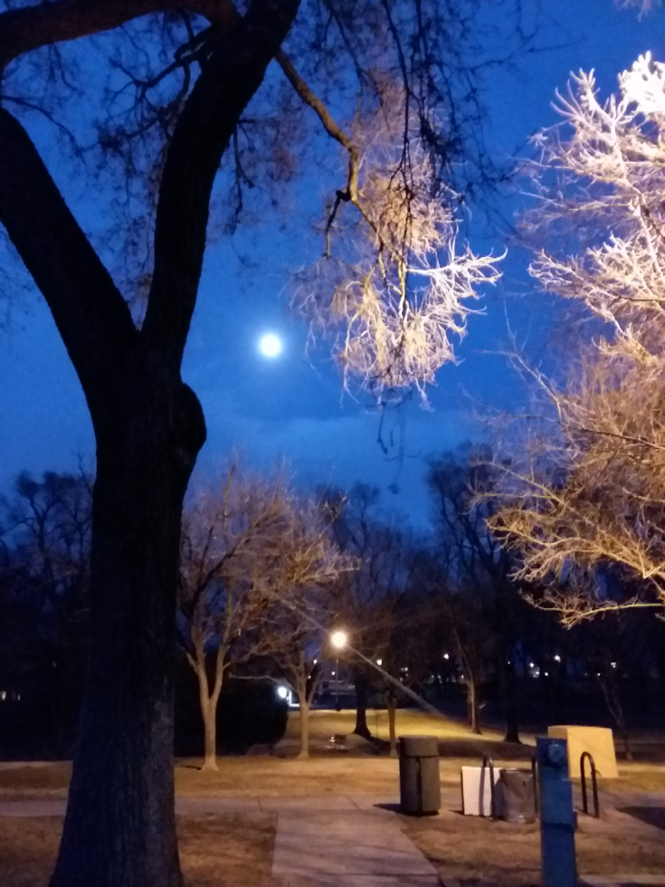 The moon shining above the trees seen from the west side of Roosevelt Park looking towards the east. This is near the Silver Hill neighborhood of Albuquerque. Roosevelt Park was created around 1935 as a result of Franklin D. Roosevelts' New Deal program. It is a historical landmark with about 2,000 trees and bushes.